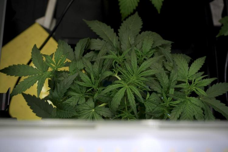 Amnesia Skunk The Zamnesia Way. Week 5 - LST trainings 