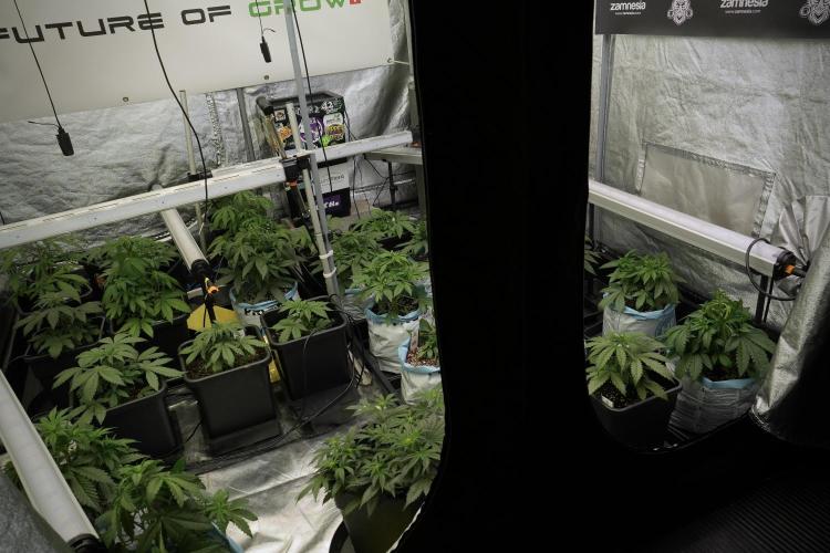 Amnesia Skunk The Zamnesia Way. Week 5 - Room, Gear, Vibes and all