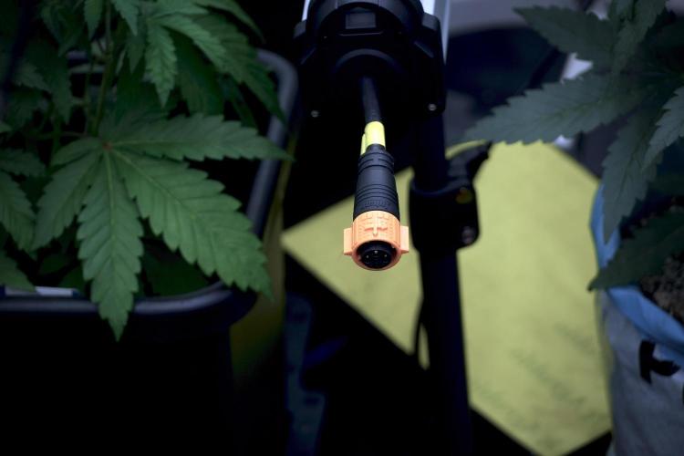 Amnesia Skunk The Zamnesia Way. Week 5 - Room, Gear, Vibes and all