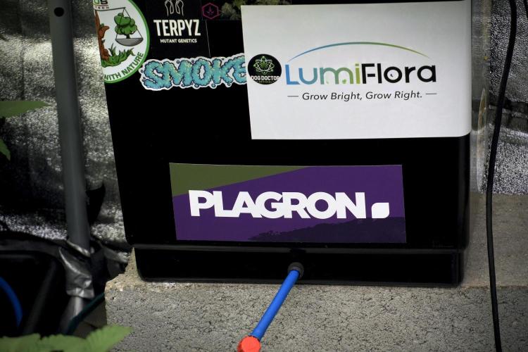 Amnesia Skunk The Zamnesia Way. Week 5 - Room, Gear, Vibes and all