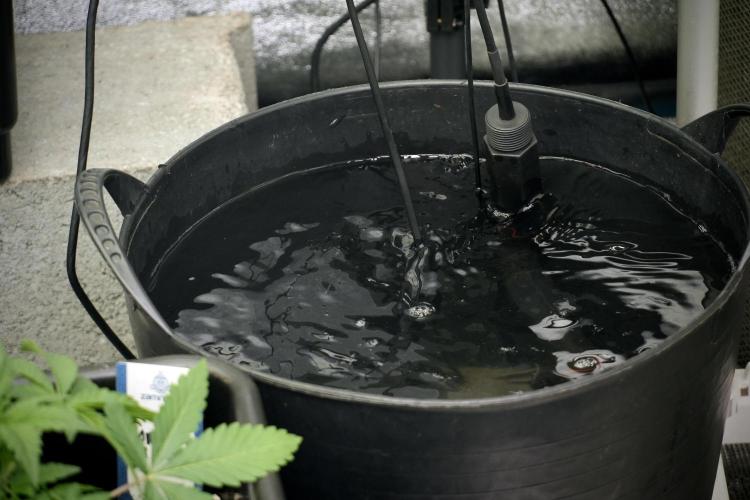 Amnesia Skunk The Zamnesia Way. Week 5 - Watering 