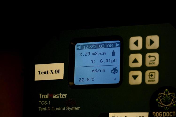 Amnesia Skunk The Zamnesia Way. Week 5 - Watering 