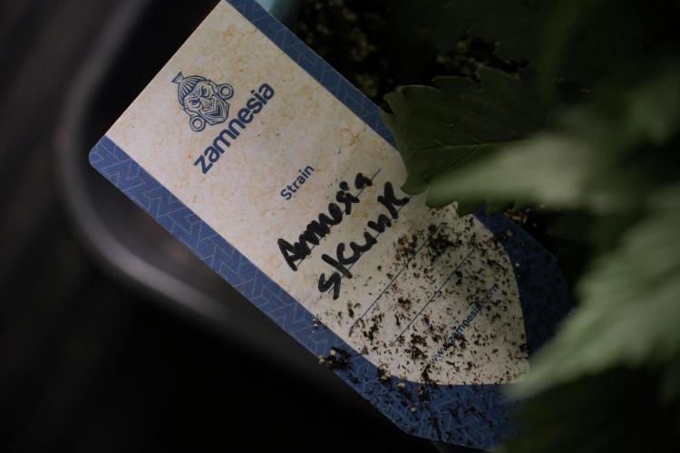 Amnesia Skunk The Zamnesia Way. Week 5 - Amnesia skunk