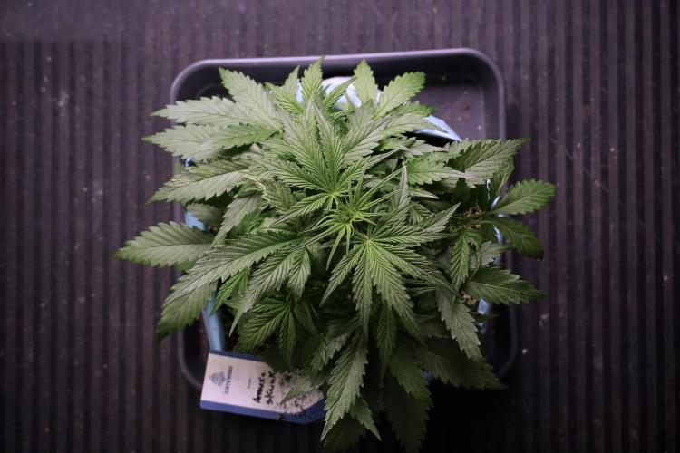 Amnesia Skunk The Zamnesia Way. Week 5 - Amnesia skunk