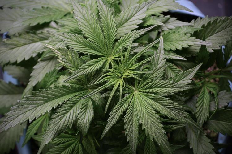 Amnesia Skunk The Zamnesia Way. Week 5 - Amnesia skunk