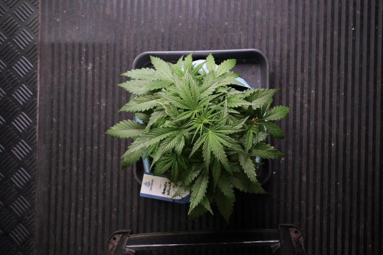 Amnesia Skunk The Zamnesia Way. Week 5 - Amnesia skunk