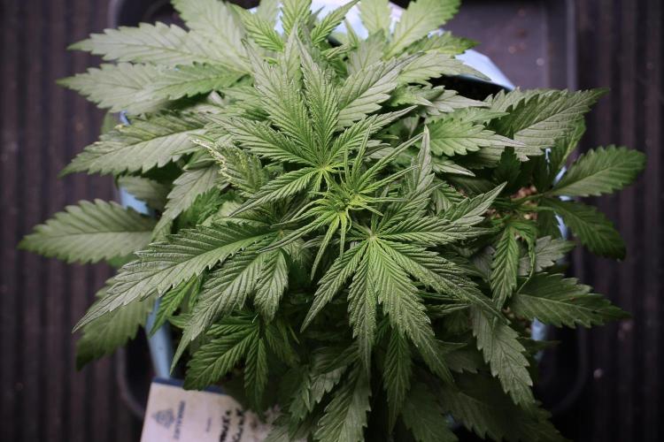 Amnesia Skunk The Zamnesia Way. Week 5 - Amnesia skunk