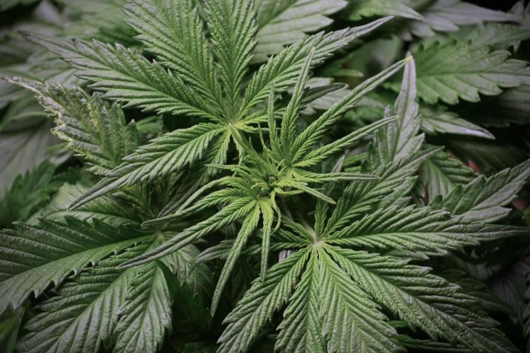 Amnesia Skunk The Zamnesia Way. Week 5 - Amnesia skunk