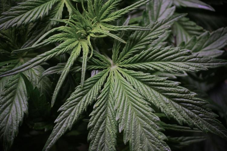 Amnesia Skunk The Zamnesia Way. Week 5 - Amnesia skunk studio times 