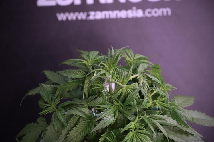 Amnesia Skunk The Zamnesia Way. Week 5 - Amnesia skunk studio times 