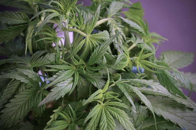 Amnesia Skunk The Zamnesia Way. Week 5 - Amnesia skunk studio times 