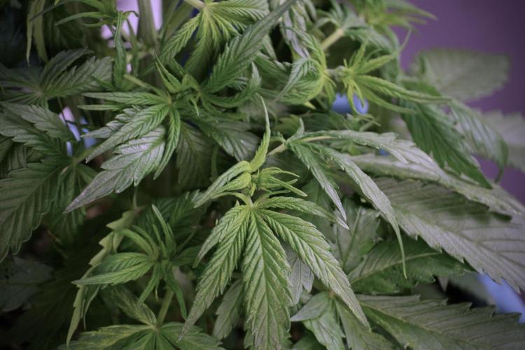 Amnesia Skunk The Zamnesia Way. Week 5 - Amnesia skunk studio times 