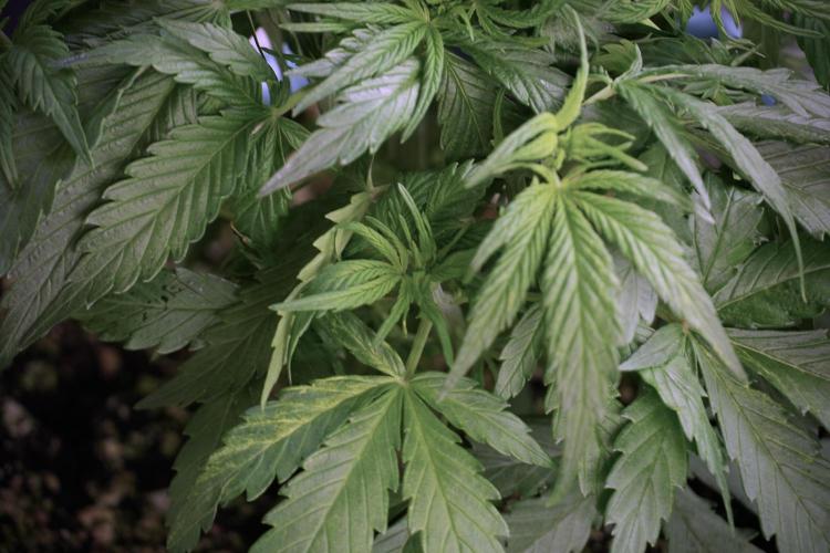 Amnesia Skunk The Zamnesia Way. Week 5 - Amnesia skunk studio times 