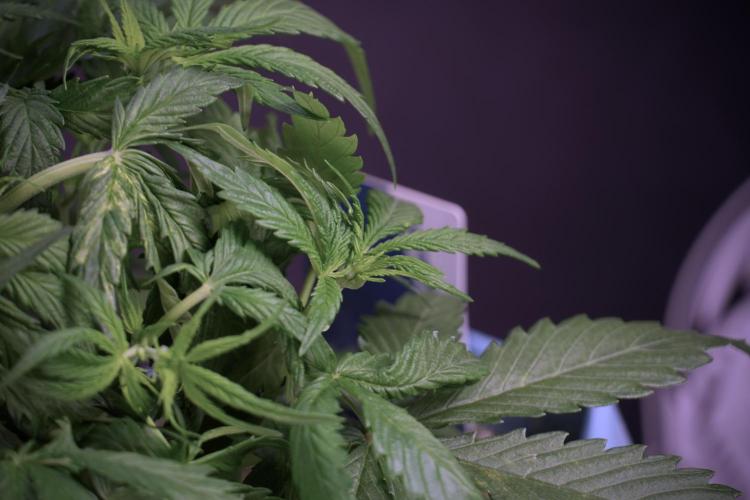 Amnesia Skunk The Zamnesia Way. Week 5 - Amnesia skunk studio times 