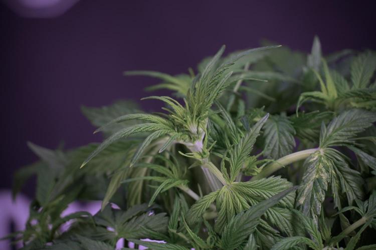 Amnesia Skunk The Zamnesia Way. Week 5 - Amnesia skunk studio times 