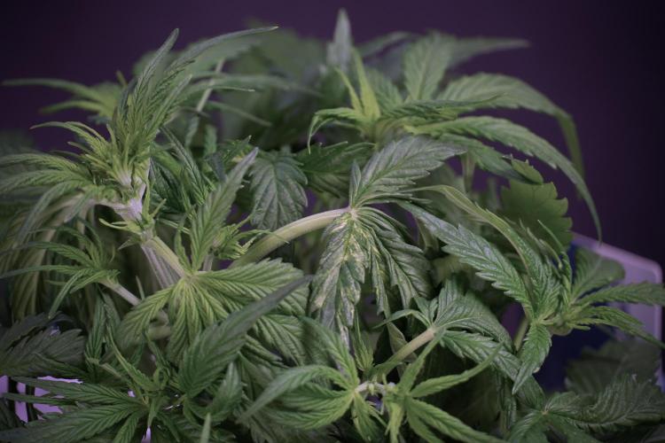 Amnesia Skunk The Zamnesia Way. Week 5 - Amnesia skunk studio times 