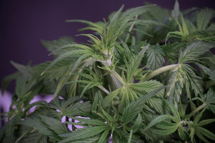 Amnesia Skunk The Zamnesia Way. Week 5 - Amnesia skunk studio times 