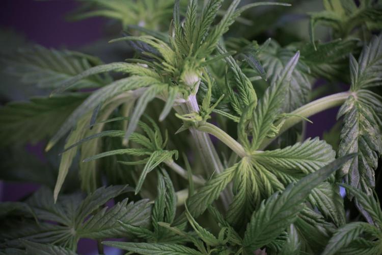 Amnesia Skunk The Zamnesia Way. Week 5 - Amnesia skunk studio times 