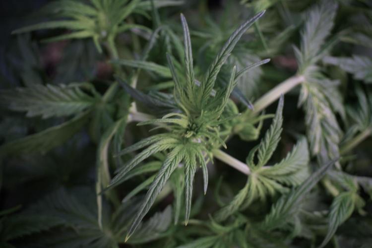 Amnesia Skunk The Zamnesia Way. Week 5 - Amnesia skunk studio times 