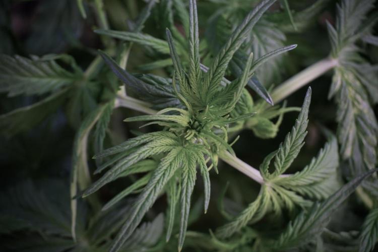 Amnesia Skunk The Zamnesia Way. Week 5 - Amnesia skunk studio times 