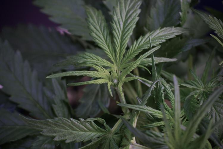 Amnesia Skunk The Zamnesia Way. Week 5 - Amnesia skunk studio times 