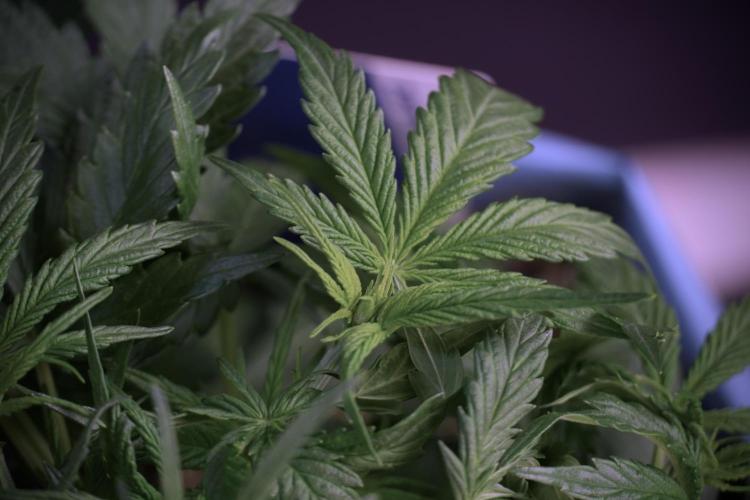 Amnesia Skunk The Zamnesia Way. Week 5 - Amnesia skunk studio times 