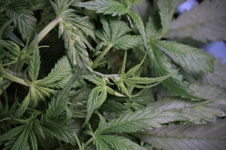 Amnesia Skunk The Zamnesia Way. Week 5 - Amnesia skunk studio times 