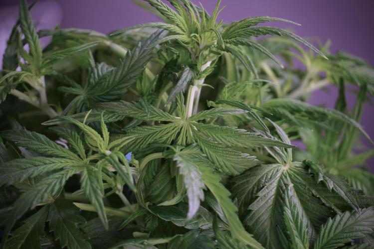 Amnesia Skunk The Zamnesia Way. Week 5 - Amnesia skunk studio times 