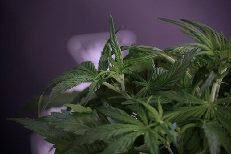 Amnesia Skunk The Zamnesia Way. Week 5 - Amnesia skunk studio times 