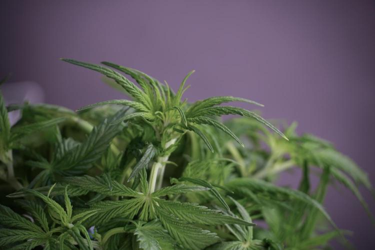 Amnesia Skunk The Zamnesia Way. Week 5 - Amnesia skunk studio times 