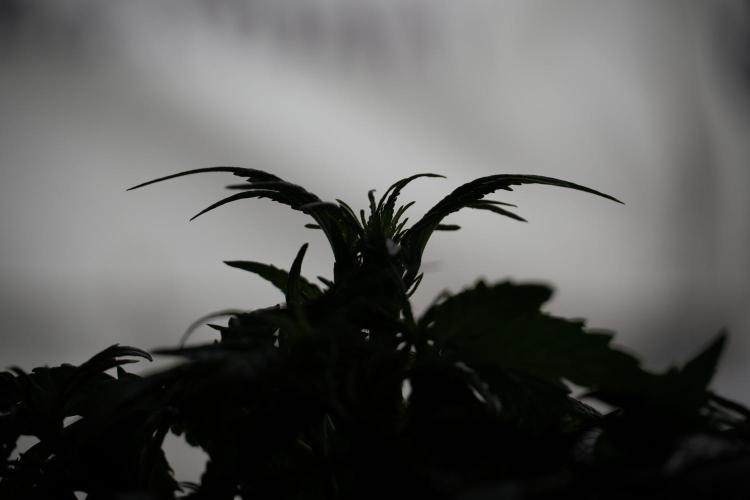 Amnesia Skunk The Zamnesia Way. Week 5 - Amnesia skunk LST back light 