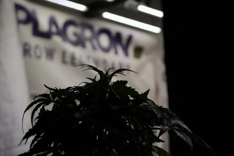 Amnesia Skunk The Zamnesia Way. Week 5 - Amnesia skunk LST back light 