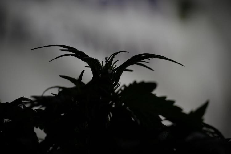 Amnesia Skunk The Zamnesia Way. Week 5 - Amnesia skunk LST back light 