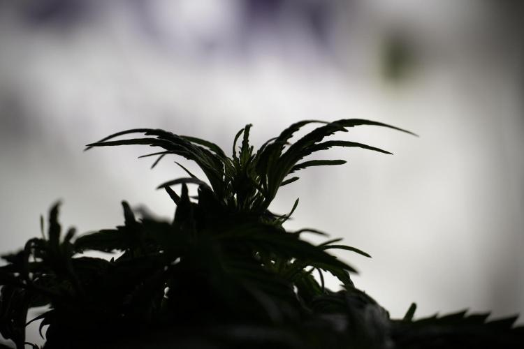 Amnesia Skunk The Zamnesia Way. Week 5 - Amnesia skunk LST back light 