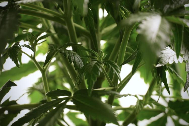 Amnesia Skunk The Zamnesia Way. Week 5 - Amnesia skunk LST 