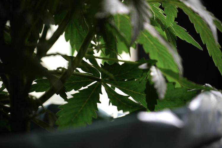 Amnesia Skunk The Zamnesia Way. Week 5 - Amnesia skunk LST 