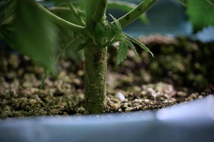 Amnesia Skunk The Zamnesia Way. Week 5 - Amnesia skunk 