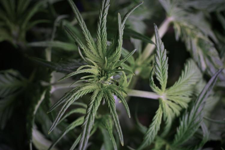 Amnesia Skunk The Zamnesia Way. Week 5 - Amnesia skunk LST 