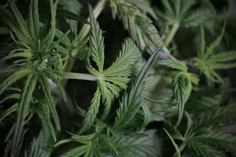 Amnesia Skunk The Zamnesia Way. Week 5 - Amnesia skunk LST 