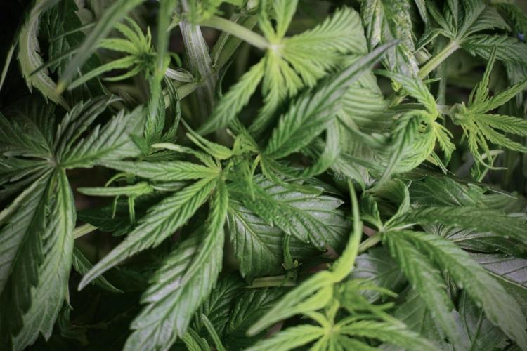 Amnesia Skunk The Zamnesia Way. Week 5 - Amnesia skunk LST 