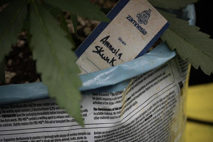 Amnesia Skunk The Zamnesia Way. Week 5 - Amnesia Skunk