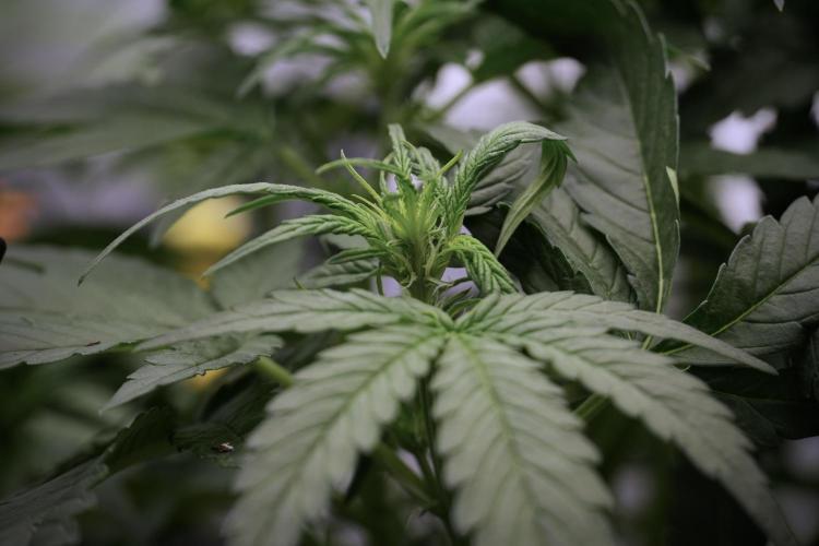 Amnesia Skunk The Zamnesia Way. Week 5 - Amnesia Skunk ready to flower 