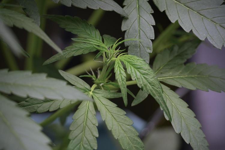 Amnesia Skunk The Zamnesia Way. Week 5 - Amnesia Skunk ready to flower 