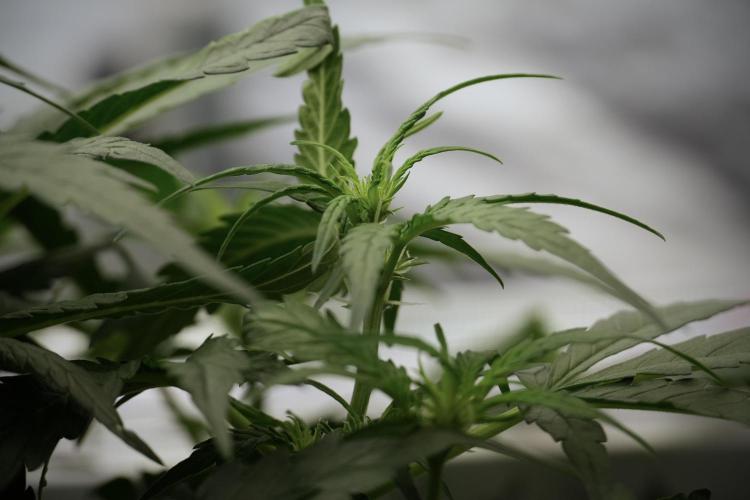 Amnesia Skunk The Zamnesia Way. Week 5 - Amnesia Skunk ready to flower 