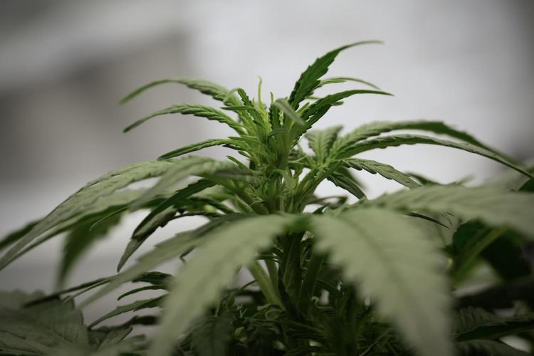 Amnesia Skunk The Zamnesia Way. Week 5 - Amnesia Skunk ready to flower 