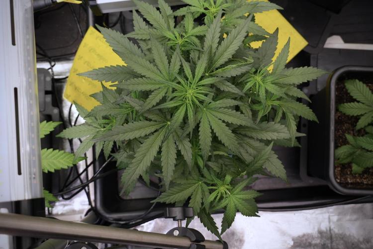 Amnesia Skunk The Zamnesia Way. Week 5 - Amnesia Skunk ready to flower 