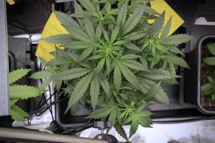 Amnesia Skunk The Zamnesia Way. Week 5 - Amnesia Skunk ready to flower 