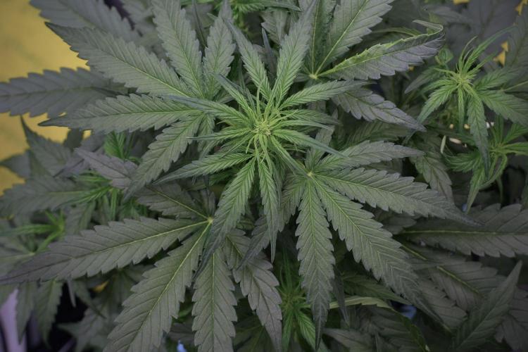 Amnesia Skunk The Zamnesia Way. Week 5 - Amnesia Skunk ready to flower 