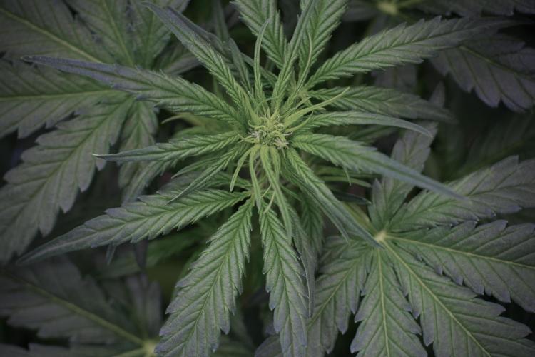 Amnesia Skunk The Zamnesia Way. Week 5 - Amnesia Skunk ready to flower 