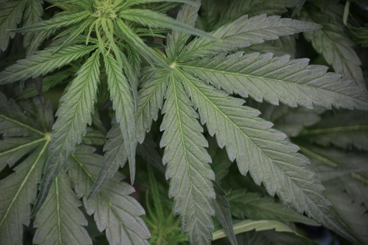 Amnesia Skunk The Zamnesia Way. Week 5 - Amnesia Skunk ready to flower 